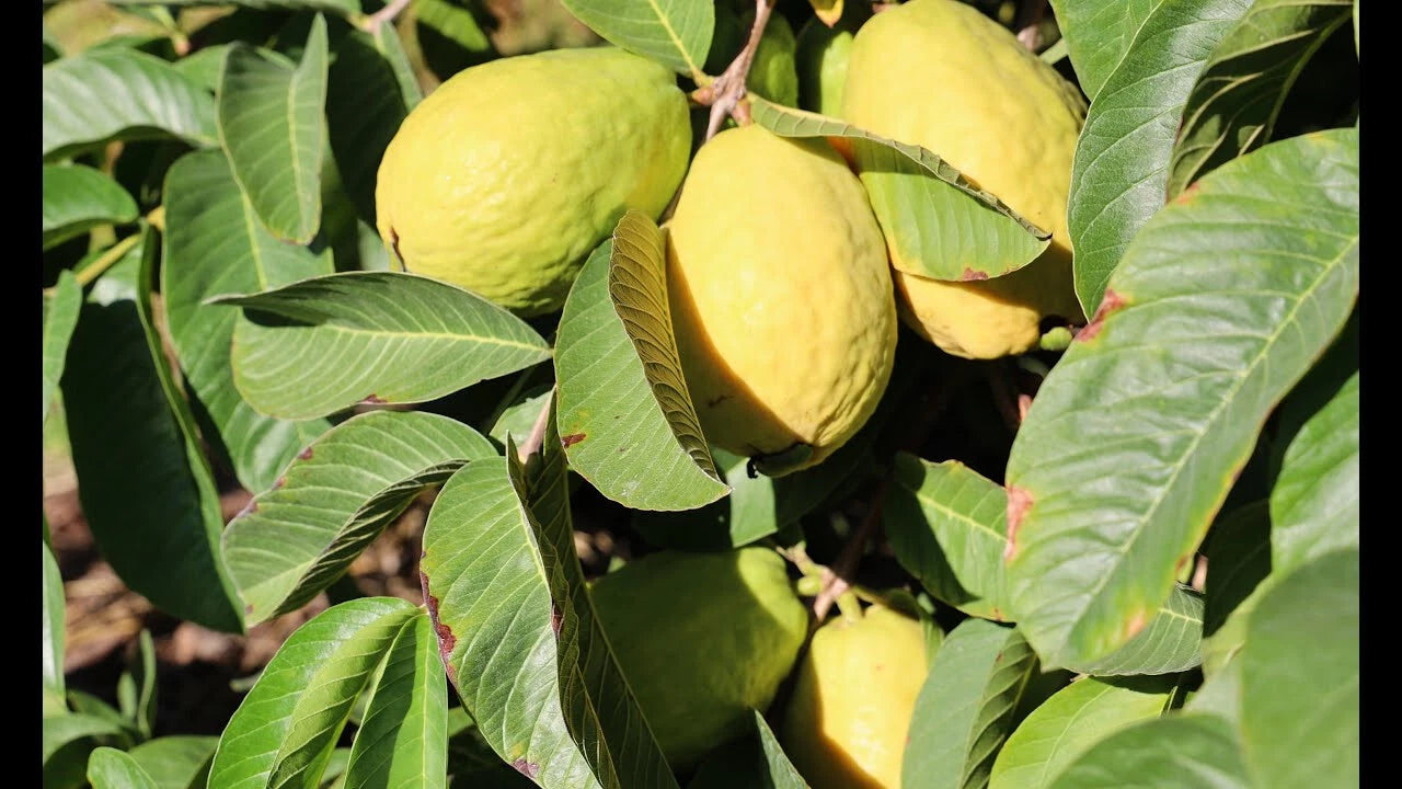 Beaumont Guava Seeds - 50+ Pack for Garden Planting - Psidium guajava - USA - Free Shipping