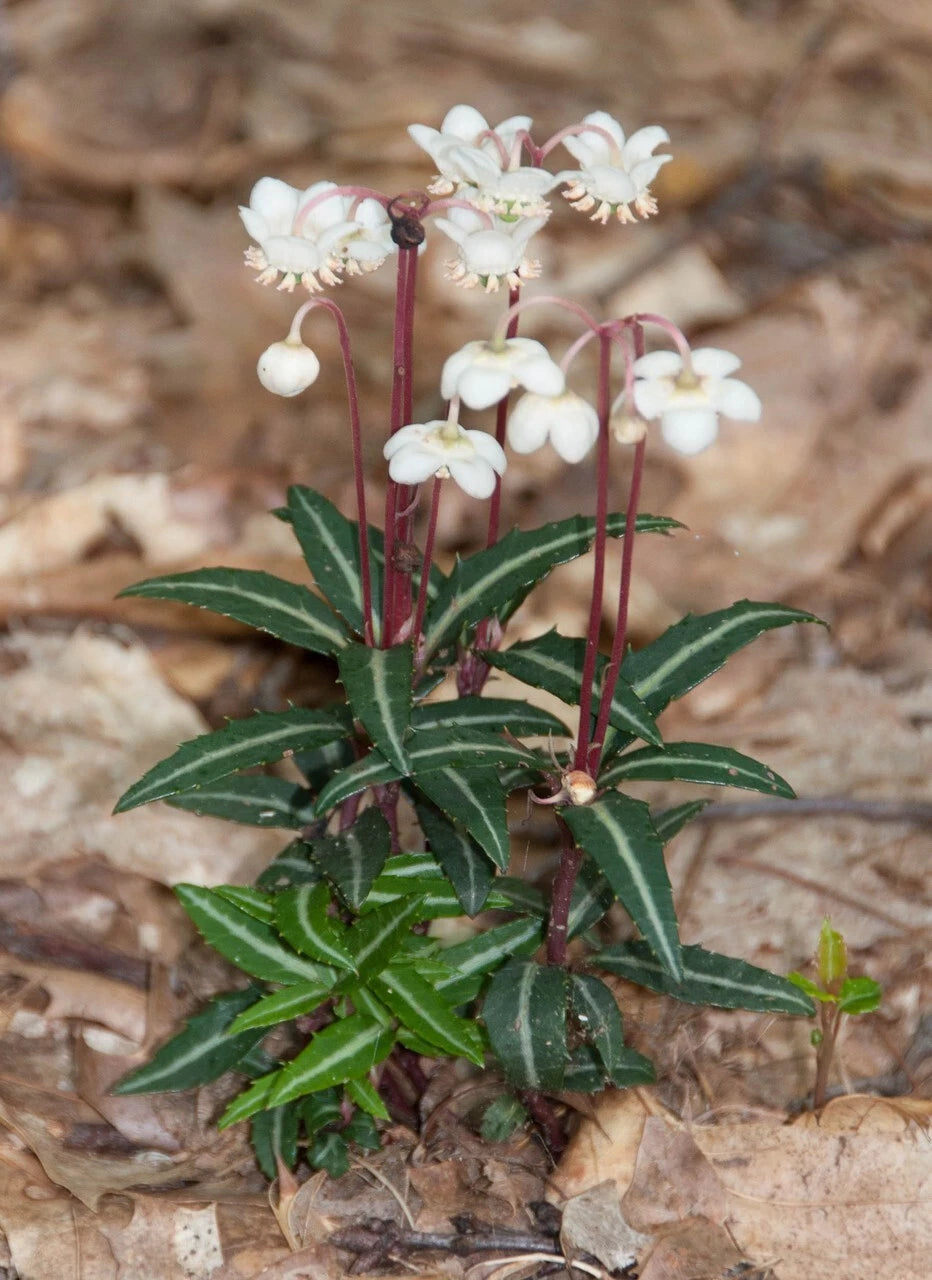 Spotted Wintergreen Bare Root Live Plant - Chimaphila maculata Perennial for Outdoor Gardens
