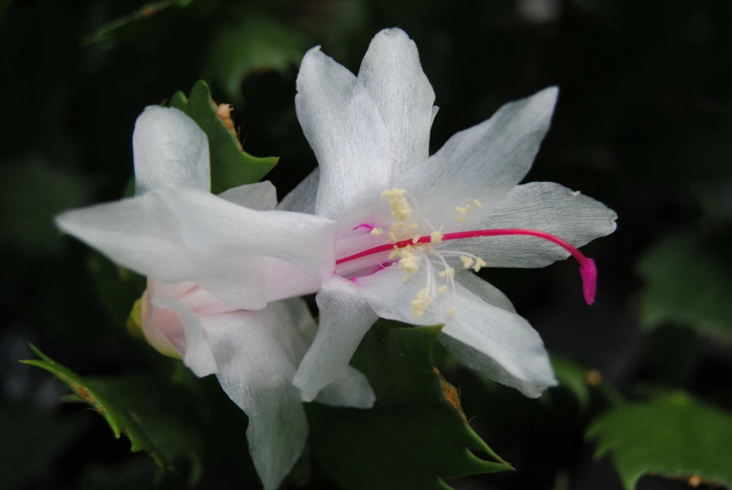 Christmas Cactus Starter Plant - Arctic Ice - Schlumbergera - Healthy Well-Rooted Indoor Plant