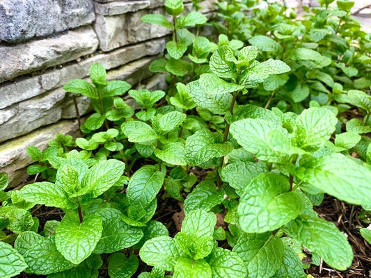 Mint Bare Root Plants - 10 Pack - Aromatic Herb - Mentha spp. - USA Grown