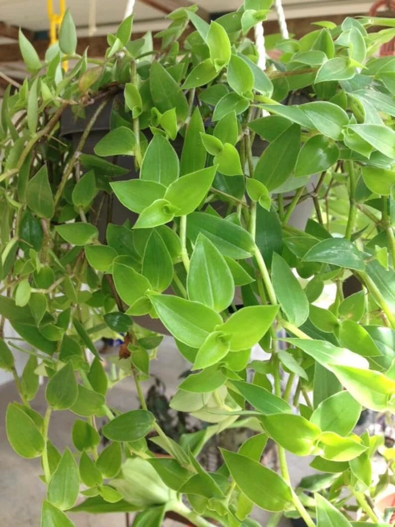 12 Green Wandering Jew Cuttings, Tradescantia Aurea, Unrooted Inch Plant - Easy to Grow Indoor Plant Decor