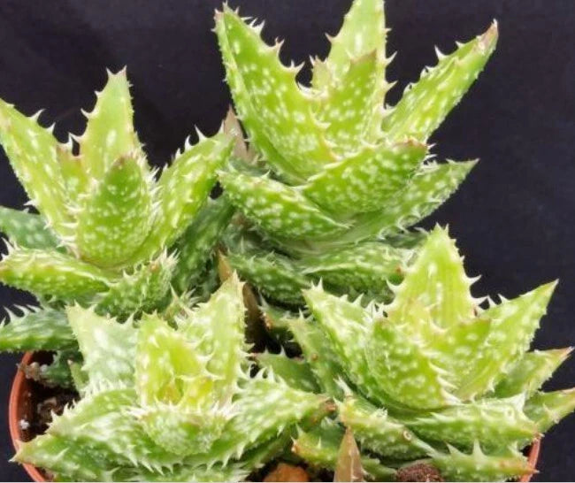 Aloe Juvenna Alligator Jaws 4" Live Rooted Ornamental Succulent Plant - Unique Green Succulent, Perfect for Indoor Decor