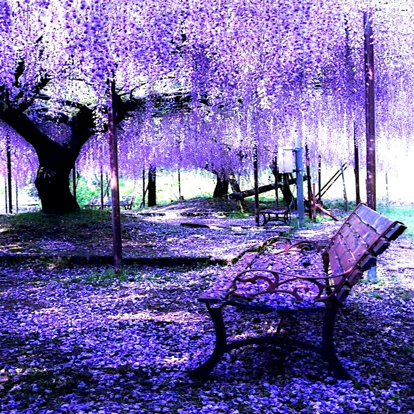 Chinese Blue Wisteria Seeds - 10 Tree Seeds - Wisteria sinensis - Fast Flowering Hardy Bonsai Plant