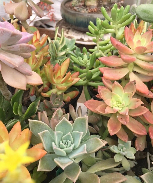 Assorted Succulent Cuttings 50 Pieces Colorful Variety 3"-5" Tall Ideal for Crafts & Arrangements