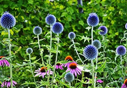 Globe Thistle Seeds - 30 Pack - Exotic Blue Echinops ritro - Perennial Flowering Plant Seeds for Garden