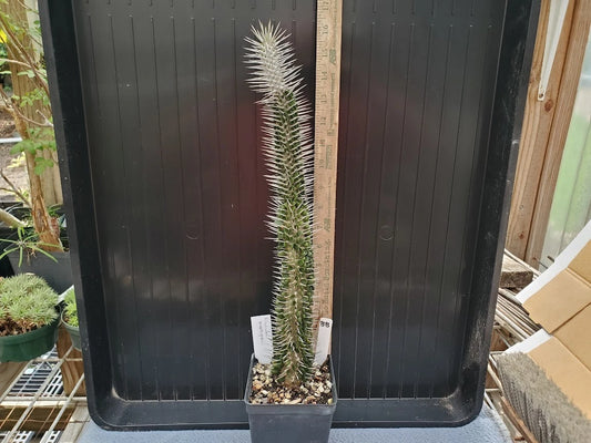 Alluaudia montagnacii Plant - Madagascar Variety - Rare Size - Unique Succulent