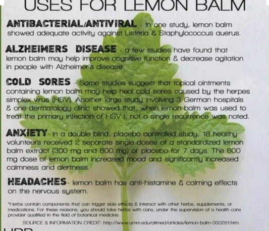 500 Organic Lemon Balm Seeds - Mosquito Repellent - Non-GMO - Open Pollinated - Melissa officinalis