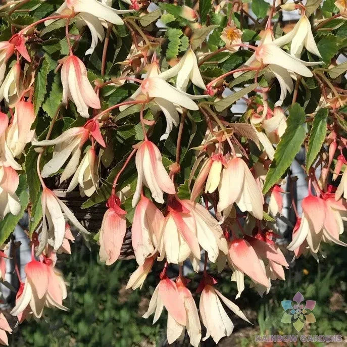 25+ Million Kisses Elegance Begonia Seeds - Garden Plant Seeds - Begonia x tuberhybrida - USA - Free Shipping