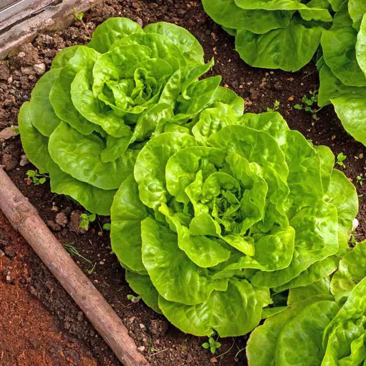 Buttercrunch Butterhead Lettuce Seeds - Heirloom Variety for 2025 Planting - Lactuca sativa - USA Garden