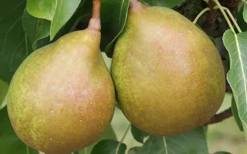 Beurre Superfin Pear Seeds - 25+ Count - Garden Planting - Pyrus communis - USA