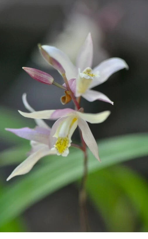 Bletilla Orchid Plant in 3" Pot, Terracotta Princess Variety, Cold Hardy, Rooted Bletilla striata