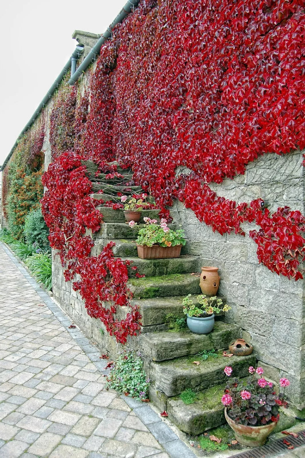 Boston Ivy Seeds - 10 Pre-Stratified Seeds - Parthenocissus tricuspidata - Free Shipping!