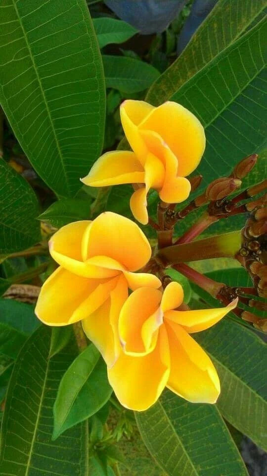 Bright Yellow Plumeria Seeds - 5 Perennial Flower Seeds - Frangipani (Plumeria spp.) - US Seller