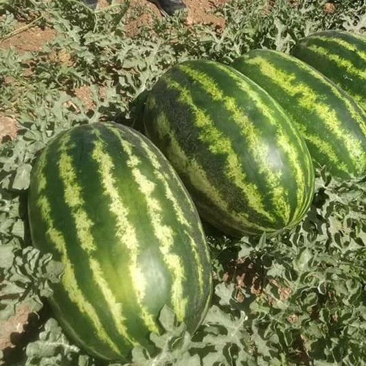 25+ Crimson Sweet Watermelon Seeds - Red - Non-GMO - Heirloom - Organic - Citrullus lanatus