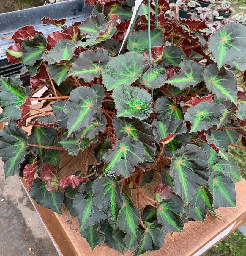 Boyfriend Begonia Plant - Live 2.5" Pot - Ideal for Terrarium, Fairy Garden - Begonia 'Boyfriend'