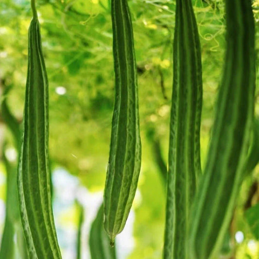 Bonanza Angled Luffa Gourd Seeds - 20+ Count - Ridged Angled Luffa (Luffa acutangula) for 2025 Planting