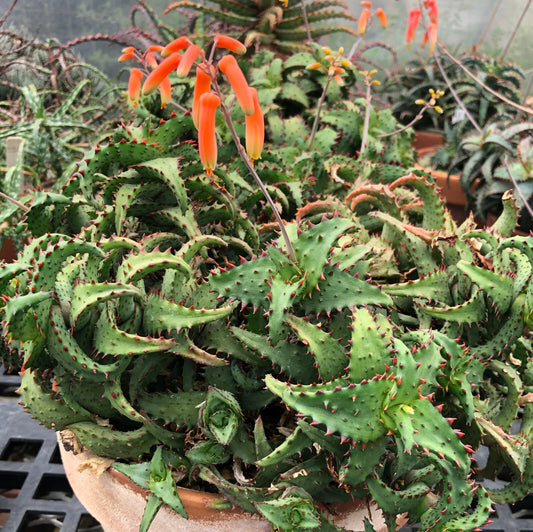 Aloe Plant - Huntington Clone - Ex-Mite Free Collection - Full Root System - Aloe castilloniae