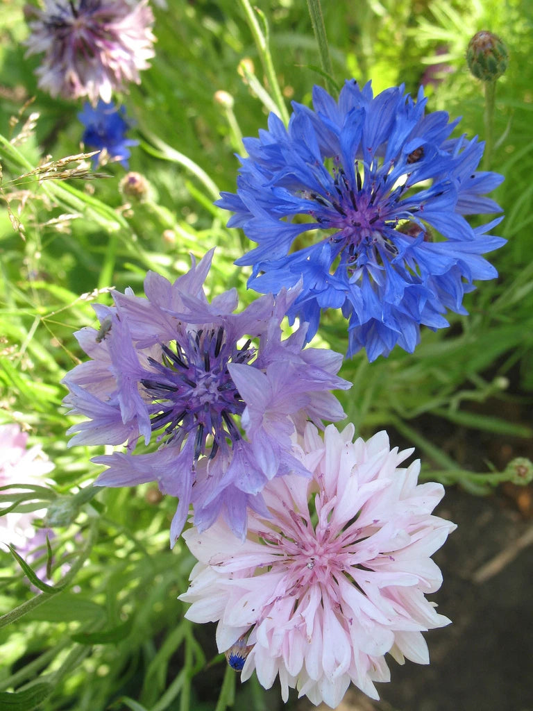 Bachelor Buttons Seeds Mix - 175 Seeds - Centaurea cyanus - Vibrant Colors for Wildflower Gardens - GroCo USA