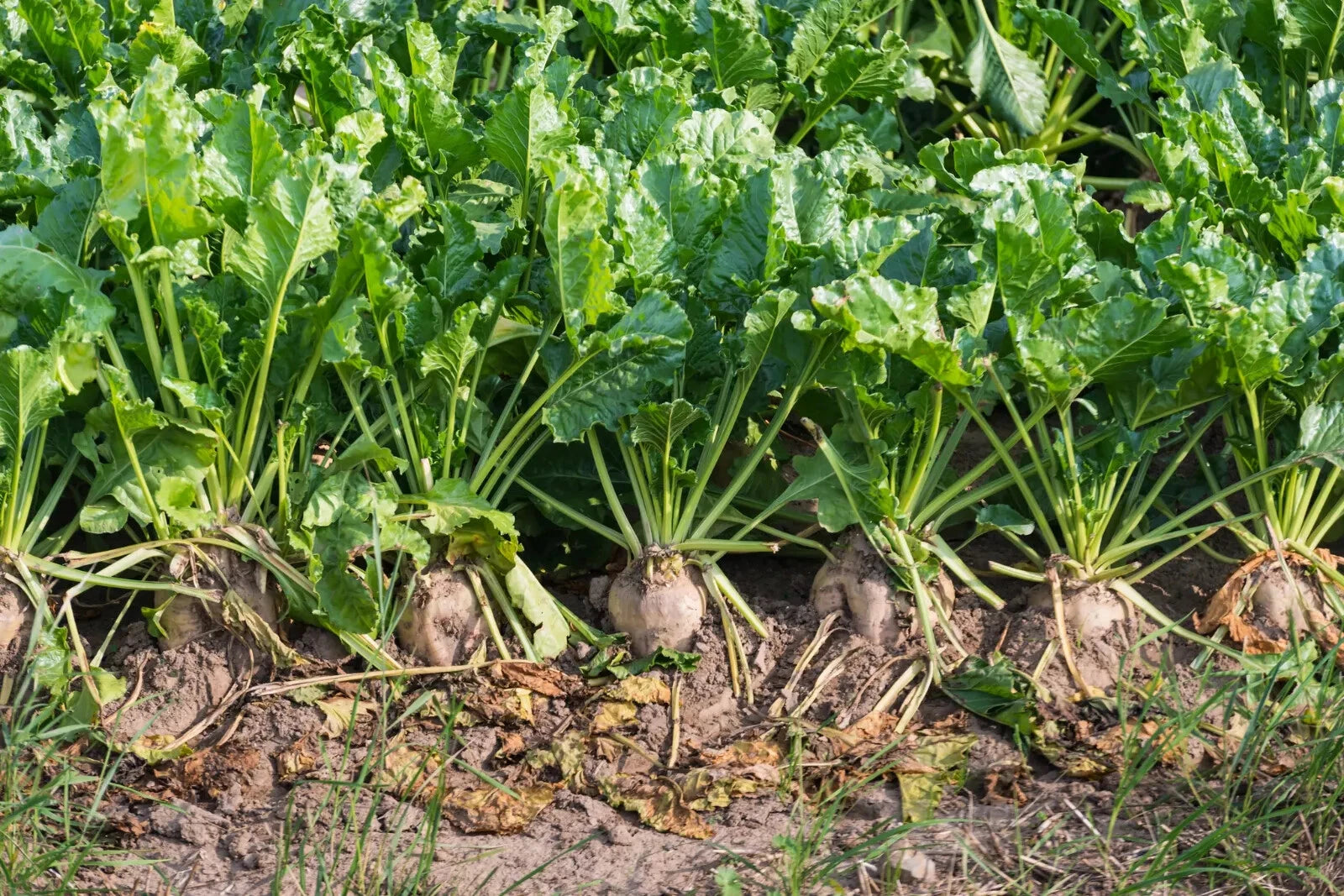 Sugar Beet Seeds, NON-GMO, Fodder Beet, Remolacha, Betterave, Beta vul ...