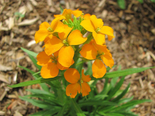 1200 Seeds Wallflower, Siberian Fragrant Biennial, Erysimum suecicum, GroCo USA, Buy Any 15 Ships Free