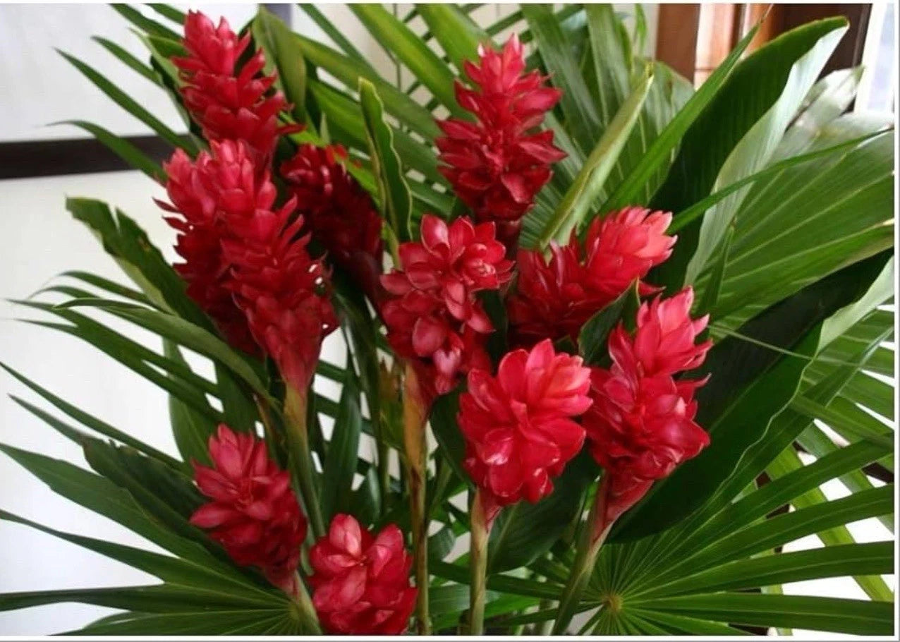 Hawaiian Red Ginger Starter Plant - Small Rooted - Alpinia Purpurata - Tropical Garden Accent