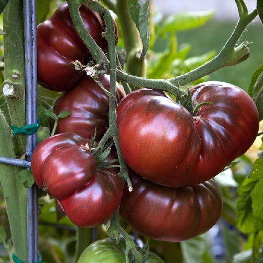 Black Brandywine Tomato Seeds, 15 Count, Heirloom Variety, Solanum lycopersicum