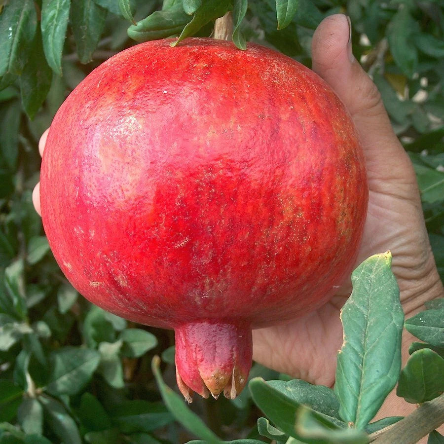 Pomegranate Cuttings Lot of 4 Large Sweet Variety Punica granatum
