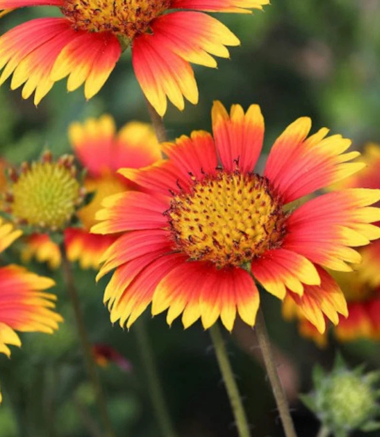 Indian Blanket Flower Seeds | 3000 Count | Hummingbird & Bee Magnet | Gaillardia pulchella