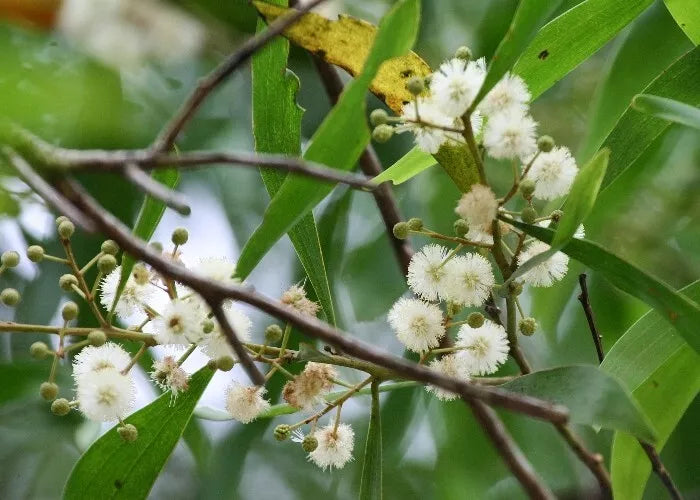 Blackwood Acacia Seeds - 40+ Seeds - Acacia melanoxylon - Drought-Tolerant Tree for Landscaping and Reforestation