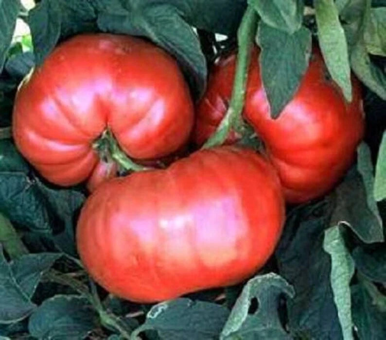 Giant Belgium Pink Tomato Seeds 50 Ct Heirloom Non-GMO Vegetable Seeds for Planting - Solanum lycopersicum