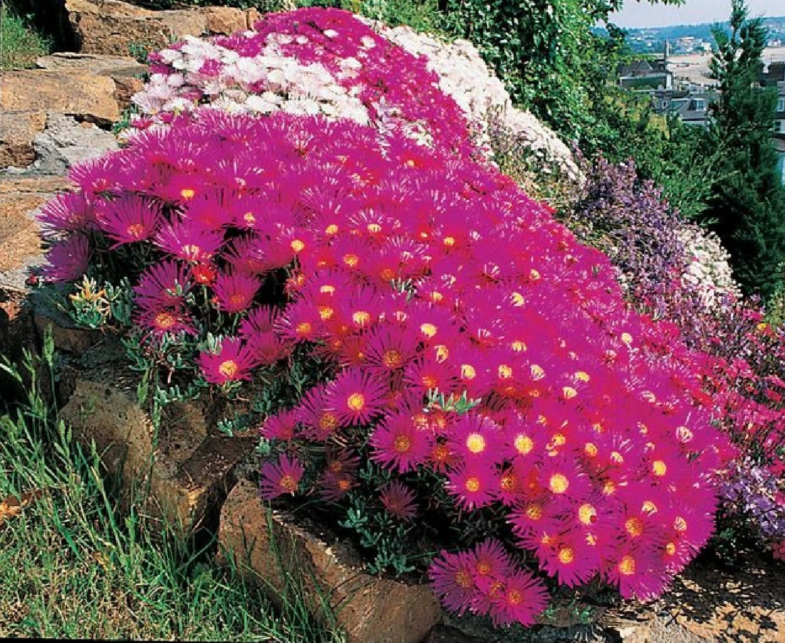Ice Plant Succulent Seeds - 400+ Seeds - Dorotheanthus bellidiformis - Free Shipping