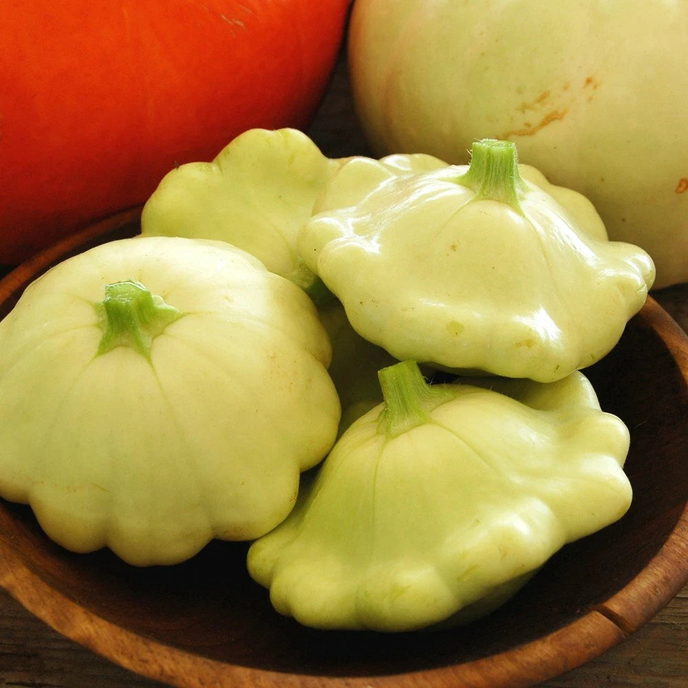 Bennings Green Tint Scallop Squash Seeds | Heirloom Patty Pan Squash | Non-GMO Vegetable Seeds | Cucurbita pepo
