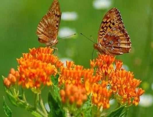 Butterfly Weed Seeds - 25 Fresh Seeds - Asclepias tuberosa - Free USA Shipping - Native Wildflower