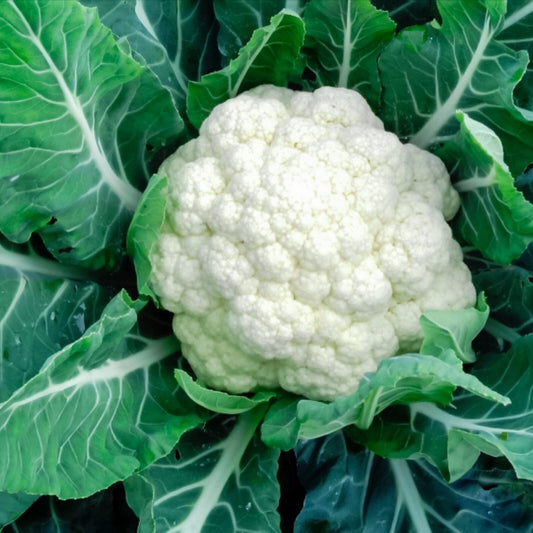 Cauliflower Vegetable Seeds - 15 Pack - Heirloom Variety - Brassica oleracea - Free USA Shipping