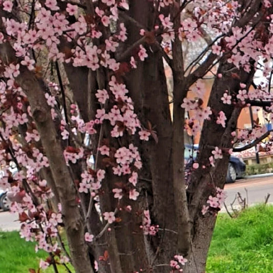 Cherry Plum Cuttings - 3 Unrooted 6" Black Prunus Cerasifera Live Fruit Tree Plants