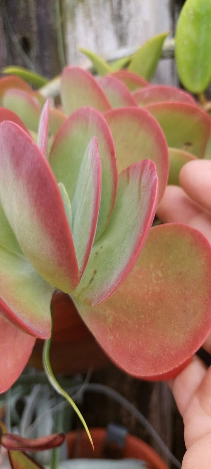 Flapjack Kalanchoe Succulent Live Plant - Paddle Leaf Succulent - Kalanchoe luciae