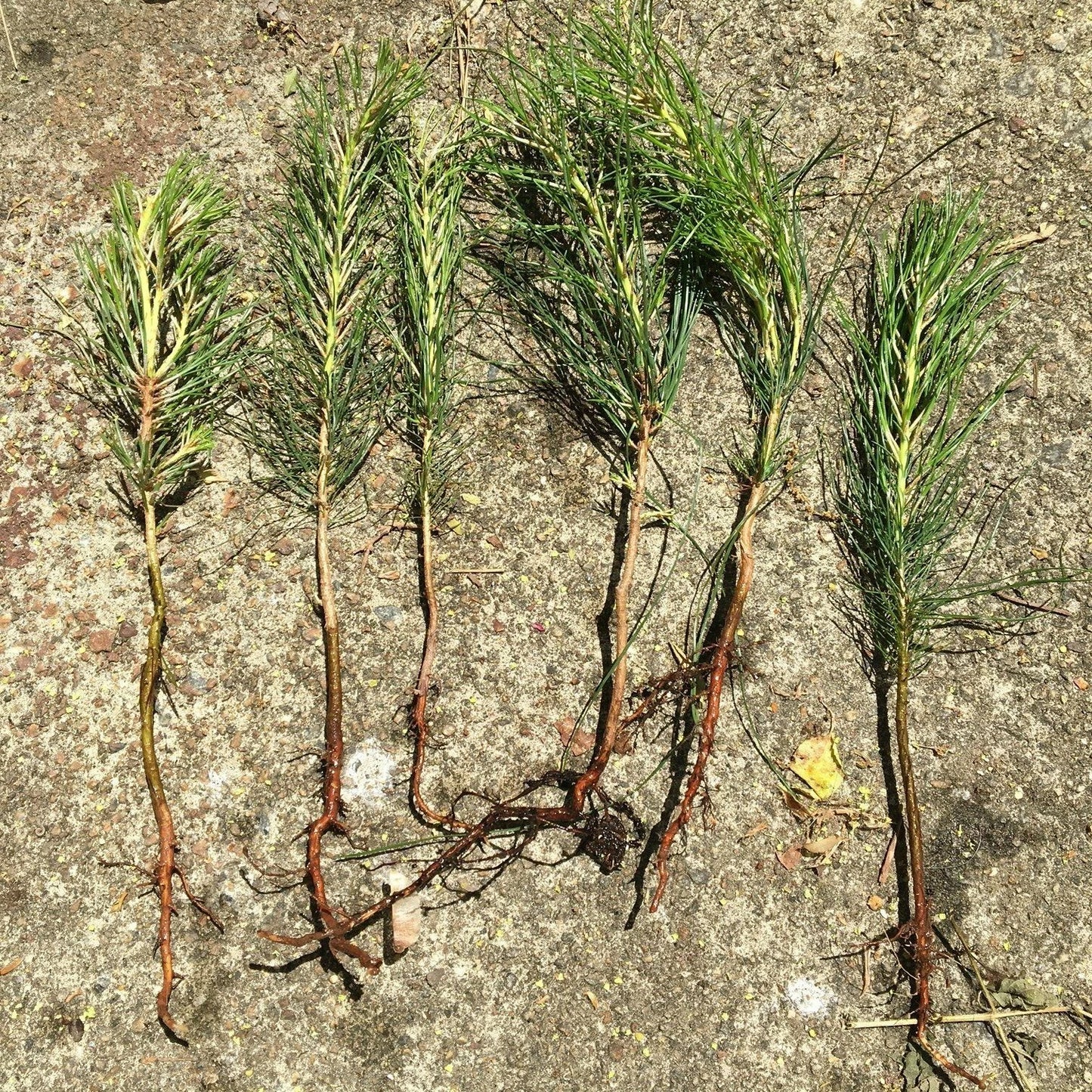 Loblolly Pine Tree Seedlings - 6 Pack - Bareroot Fast Growing - Pinus taeda - 8"-15" Tall