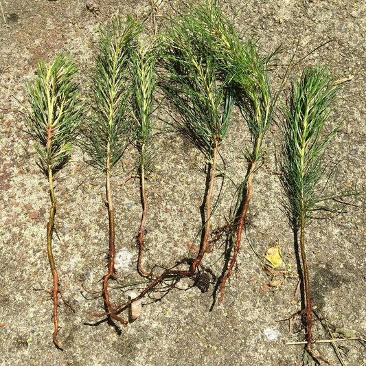 Loblolly Pine Tree Seedlings - 6 Pack - Bareroot Fast Growing - Pinus taeda - 8"-15" Tall