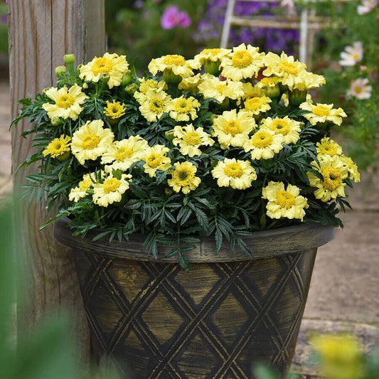 Daisy Wheel Lemon Marigold Seeds - 25+ Pack for Garden Planting - Tagetes erecta - USA Grown, Free Shipping
