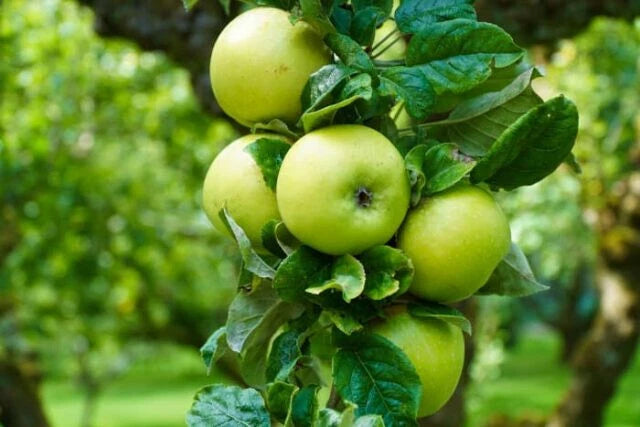 Bare Root Apple Tree 16+ Inches Rhode Island Greening Malus Domestica EMLA 106 Juicy Green Baking Apple