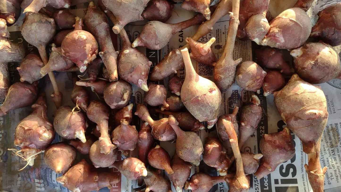 Jerusalem Artichoke Tubers 5 Medium Red Organic Helianthus tuberosus Planting