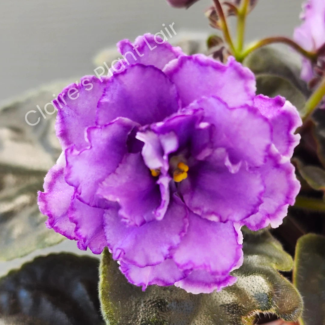 African Violet Leaf - NK-Lilon Lila - Standard Variety - Saintpaulia ionantha