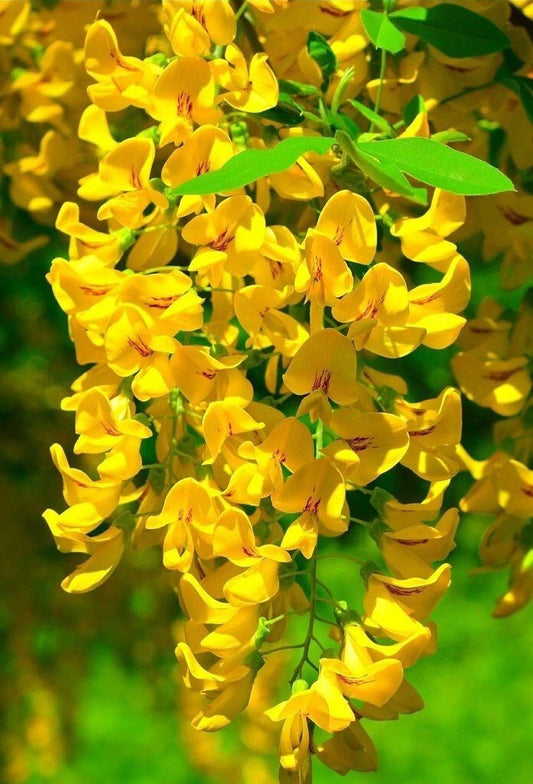 Golden Wisteria Seeds - 5 Perennial Climbing Flower Seeds - Rare Vine Plant (Wisteria floribunda) - USA Seller