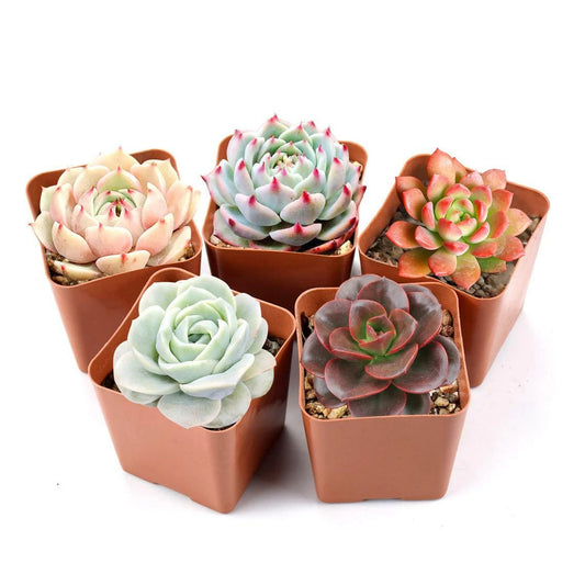 Assorted Echeveria Succulent Plants in 2" Pots - Colorful Rosette Varieties for Garden Decor - Perfect Houseplants