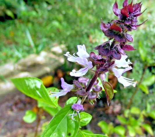 600+ Mexican Basil Seeds - Rare Herb for Garden - Mosquito Insect Repellent - Ocimum basilicum