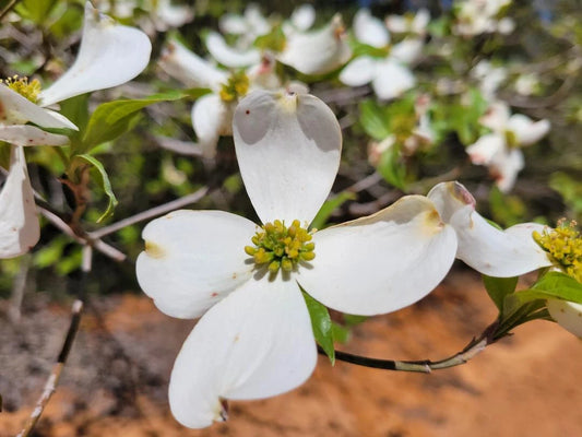 Florida Dogwood Seeds | 5 Count | Cornus florida | Native Tree | Gulf Coast Eco-type