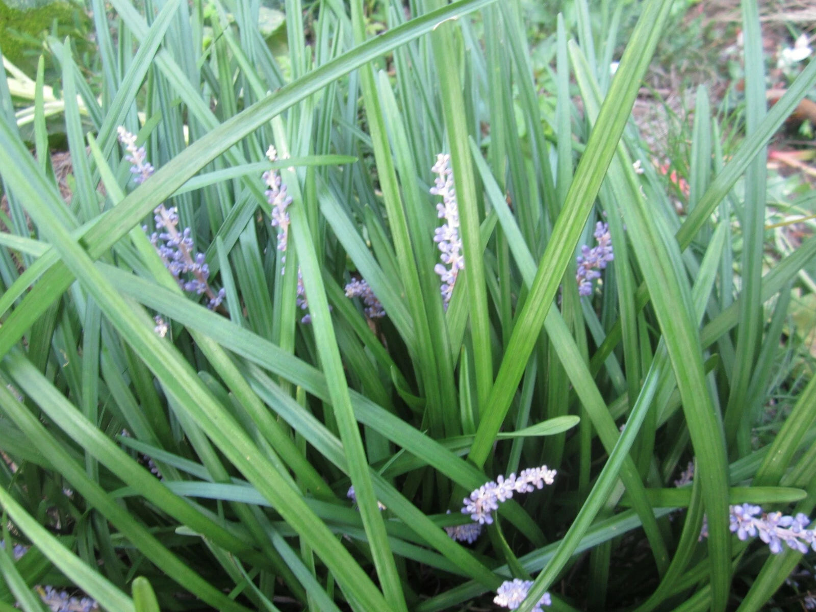 50 Liriope Monkey Grass Plants - Perennial Border Grass - Liriope muscari