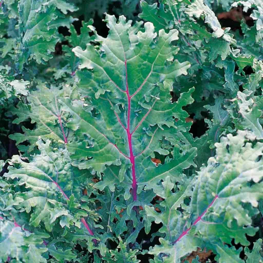 Kale Seeds - 333 Red Russian Variety with Green Leaves - Brassica napus - Fast Shipping Available