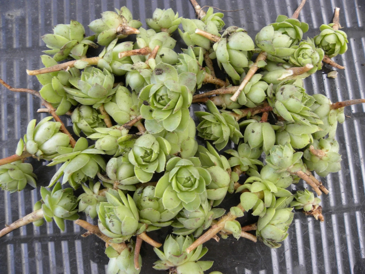 Lot of 50 Succulent Plants - Hens & Chickens 1 Inch Chicks - Perennial - Echeveria spp.