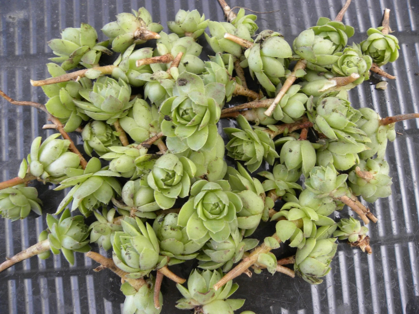 Lot of 50 Succulent Plants - Hens & Chickens 1 Inch Chicks - Perennial - Echeveria spp.